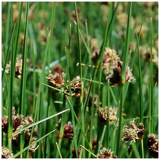 Scirpus maritimus - Erdeikáka