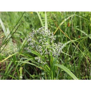 Scirpus sylvaticus - Erdeikáka