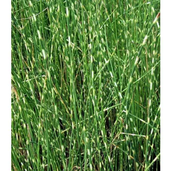 Káka (Scirpus)