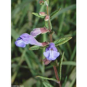 Scutellaria galericulata - Csukóka