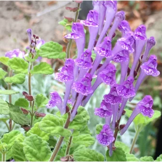 Csukóka (Scutellaria)