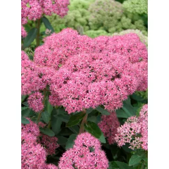 Varjúháj (Sedum)