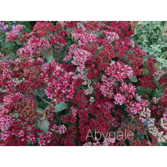Varjúháj (Sedum)