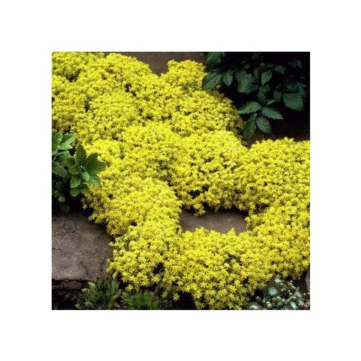 Sedum acre Aureum - Borsos varjúháj