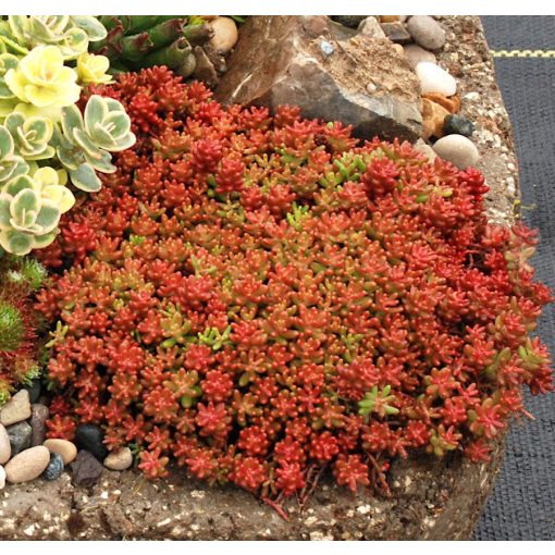 Sedum album Coral Carpet - Fehér varjúháj