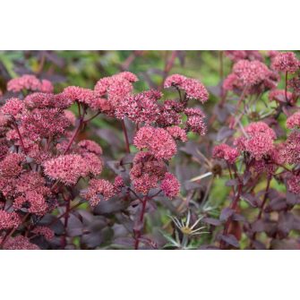 Varjúháj (Sedum)