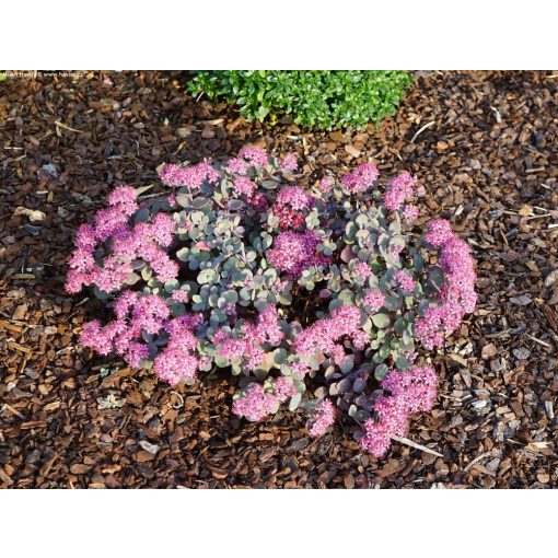 Sedum cauticola Lidakense - Japán varjúháj