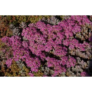 Sedum cyaneum Sachalin - Rózsáskék varjúháj