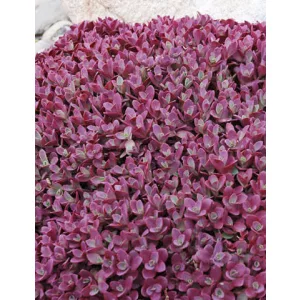 Sedum Firecracker - Varjúháj
