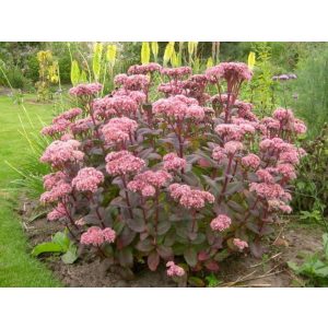 Sedum telephium Matrona - Kárpáti varjúháj