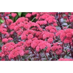 Sedum telephium Red Cauli - Kárpáti varjúháj