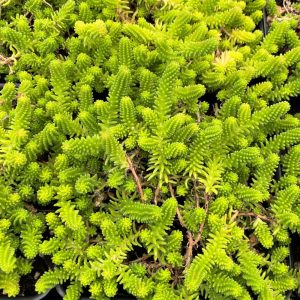 Sedum sexangulare - Hatsoros varjúháj