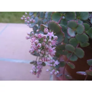Sedum sieboldii - Októberi varjúháj