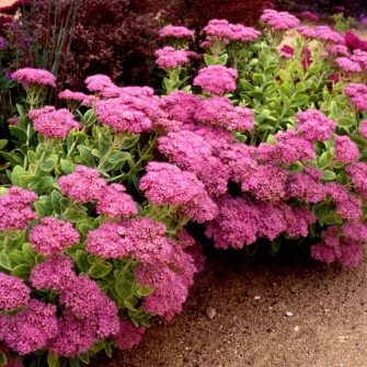 Varjúháj (Sedum)