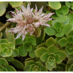 Sedum spurium - Kaukázusi varjúháj