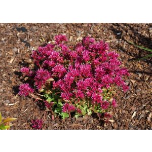 Sedum spurium Deep Rose - Kaukázusi varjúháj