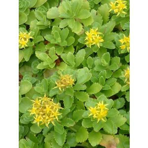 Sedum spurium Green Mantle - Kaukázusi varjúháj