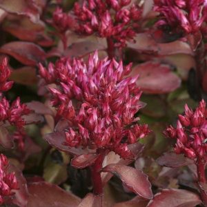 Sedum spurium Purpurteppich - Kaukázusi varjúháj