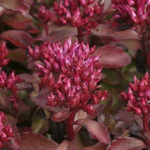 Sedum spurium Purpurteppich - Kaukázusi varjúháj