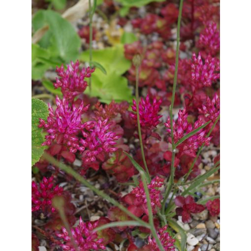 Sedum spurium Schorbuser Blut - Kaukázusi varjúháj