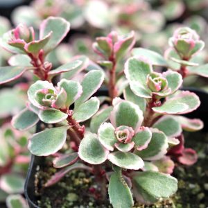 Sedum spurium Tricolor - Kaukázusi varjúháj