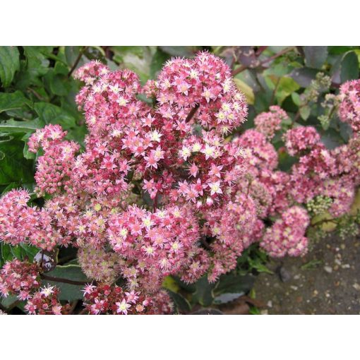 Sedum stolonifera Strawberry and Cream - Varjúháj