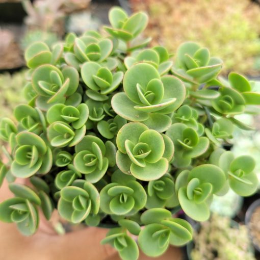 Sedum Sunsparkler Lime Zinger - Varjúháj