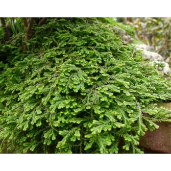Csipkeharaszt (Selaginella)