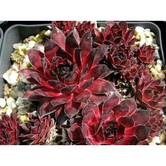 Kövirózsa (Sempervivum)