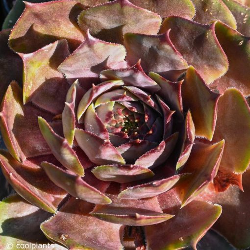 Sempervivum Feldmaier - Kövirózsa