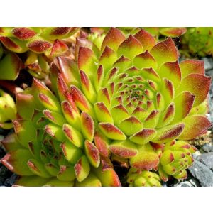 Sempervivum grandiflorum - Kövirózsa