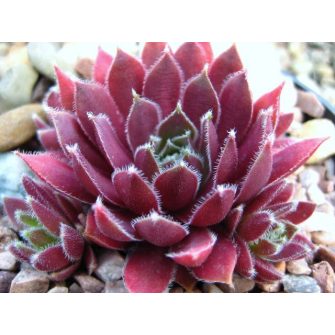 Kövirózsa (Sempervivum)