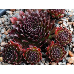 Sempervivum Jet Stream - Kövirózsa