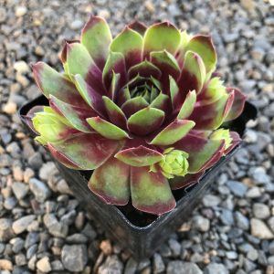 Sempervivum Jubilee - Kövirózsa