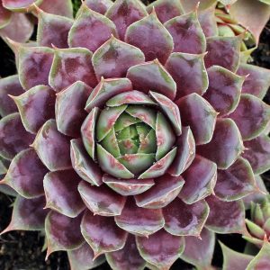 Sempervivum Purple Passion - Kövirózsa