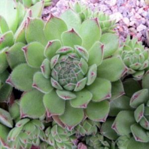 Sempervivum Pyrenaicum - Kövirózsa