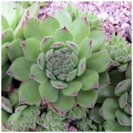 Sempervivum Pyrenaicum - Kövirózsa