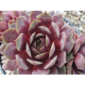 Sempervivum Rauher Kulm - Kövirózsa