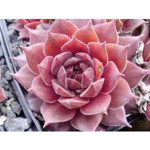 Sempervivum Rotkopf - Kövirózsa