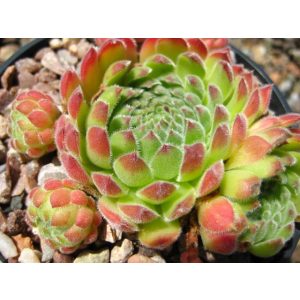 Sempervivum Ruthanicum - Kövirózsa