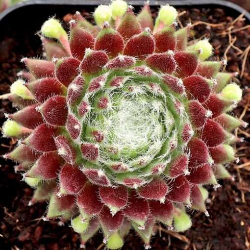 Sempervivum Sprite - Kövirózsa