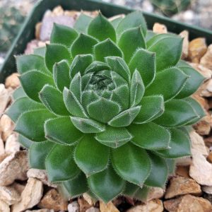 Sempervivum tectorum - Kövirózsa