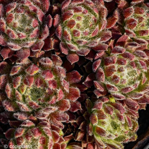 Sempervivum Weberianum - Kövirózsa