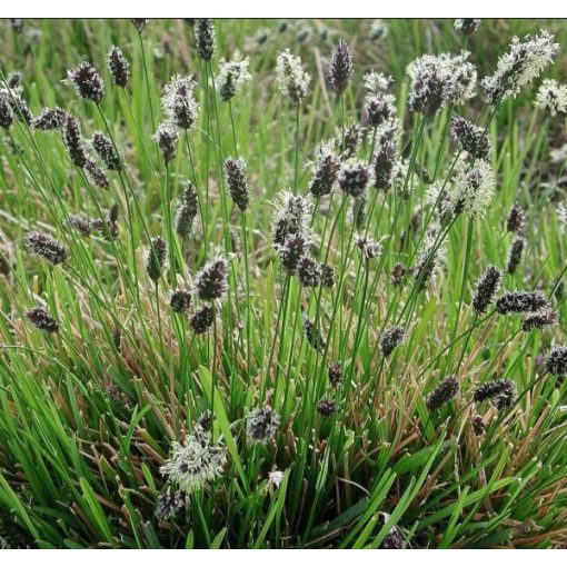 Sesleria argentea - Nyúlfarkfű