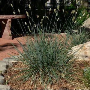 Sesleria caerulea - Nyúlfarkfű