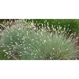 Sesleria nitida - Nyúlfarkfű