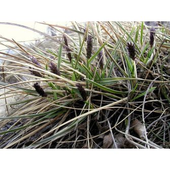 Nyúlfarkfű (Sesleria)