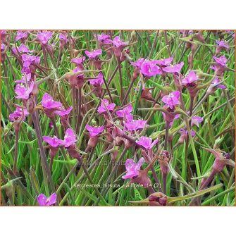 Pletyka (Setcreasea)