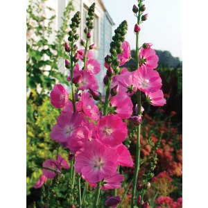 Sidalcea Partygirl - Prérimályva