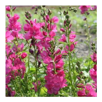 Prérimályva (Sidalcea)